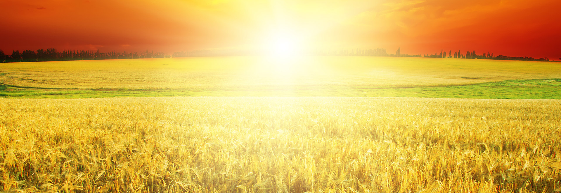 AGRICULTURE